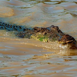 "Incroyable ! Le mythique crocodile de Crocodile Dundee, Burt, s'éteint à 90 ans"