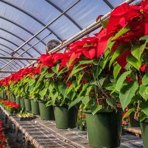 La Rose de Noël : un trésor hivernal qui illumine vos jardins !