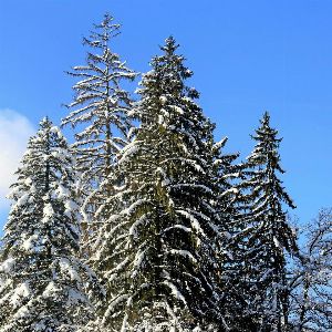 "Prévisions météo de Noël : soleil et douceur de rigueur !"