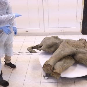 "Incroyable découverte en Russie : un jeune mammouth de 50 000 ans dévoilé dans un état quasi intact !"