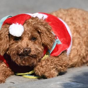 "Les dangers alimentaires pour nos animaux de compagnie pendant les fêtes"