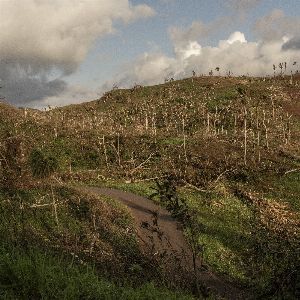 "Catastrophe agricole à Mayotte : les agriculteurs dévastés après le passage du cyclone Chido"