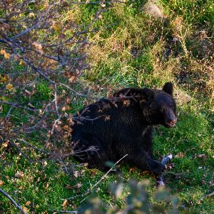 Un ours s'invite chez un habitant japonais et squatte sous sa table basse