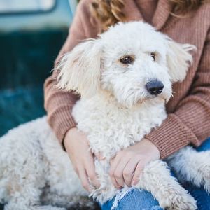 "Alerte ! Découvrez la vérité sur la maladie d'Aujeszky qui terrifie les propriétaires de chiens"