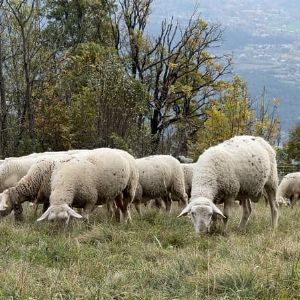 "Horreur au Luc : massacre de brebis, le loup en cause"