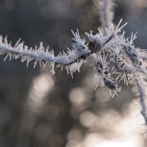 "Prévisions météo surprenantes pour ce vendredi : gelées, soleil et écarts de températures remarquables !"