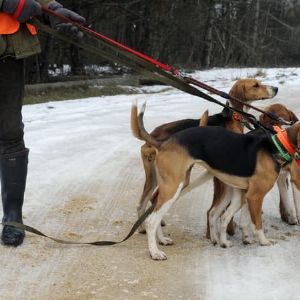 "Scandale imminent : le Royaume-Uni sur le point de bannir la chasse à courre"