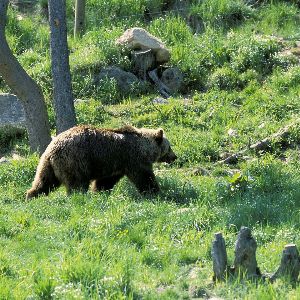 "Comment l'ours, le roi déchu, renaît de ses cendres"