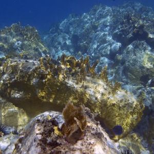 "Incroyable découverte : les microalgues brunes dotées d'yeux moléculaires pour naviguer dans les fonds marins"