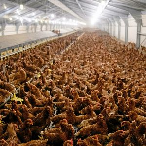 "Alerte : Grippe aviaire hautement pathogène détectée dans un élevage de l'Eure"