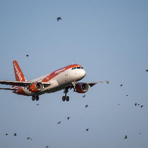 "Alerte ! Les oiseaux, ennemis mortels des avions près des aéroports"