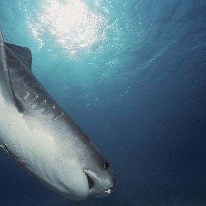 "Attaque mortelle de requin en mer Rouge : Un touriste tué, un blessé"