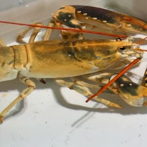 Découvrez ce homard rare et doré à l'aquarium breton!