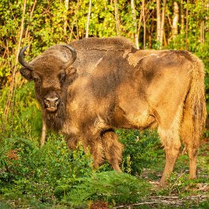 Découvrez le royaume des bisons d’Europe à Białowieza