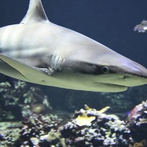 "Drame en mer Rouge : un touriste attaqué par un requin"