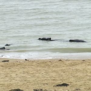 "Alerte : Année record de décès en traversée de la Manche en 2024"