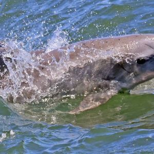 "Alerte ! Interdiction de pêche pour protéger les dauphins dans le golfe de Gascogne"