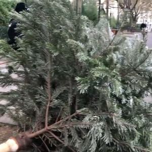 "Débarrassez-vous de votre sapin de Noël à Paris : 180 points de collecte disponibles!"