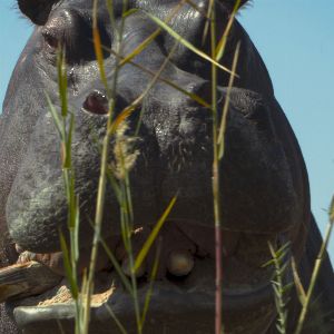 Découvrez l'histoire incroyable de Pepe, l'hippopotame d'Escobar