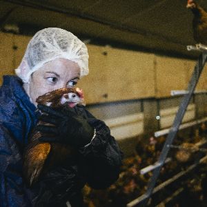 Découvrez le secret des œufs éthiques d'une ferme en Ille-et-Vilaine !