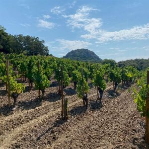 Découvrez le vignoble du Clos du Temple, élu meilleur vin rosé au monde