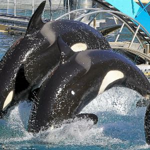 "Le destin incertain des orques de Marineland : vers un sanctuaire marin ou un nouveau delphinarium ?"