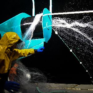 "Scandale environnemental : une victoire pour les cétacés dans le golfe de Gascogne"