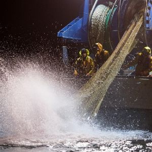 "Suspense hivernal : la pêche bannie pour protéger les dauphins dans le golfe de Gascogne"