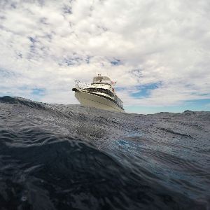 "Tragédie en Australie : Un homme meurt dévoré par un requin en pleine partie de pêche familiale"