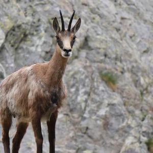 Scandale de l'abattage massif de chamois dans le Doubs : Brigitte Bardot dénonce un massacre