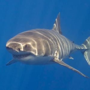 Une jeune plongeuse américaine perd sa jambe dans une attaque de requins : son incroyable histoire !