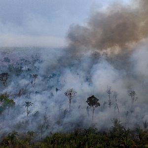 "Incroyable : 2024, entre record d'incendies en Amazonie et bonnes nouvelles!"