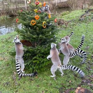 "Incroyable ! Les sapins de Noël non vendus se transforment en festin pour les animaux du zoo de Thoiry"