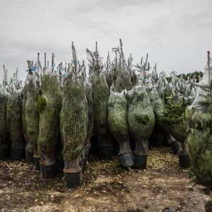 "Où se débarrasser de son sapin de Noël après les fêtes? Découvrez les solutions pratiques et légales"