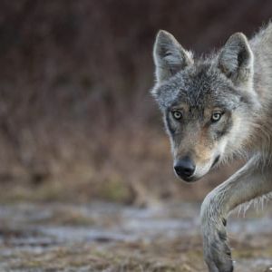 "Alerte ! Deuxième attaque de loup en six mois : un bélier tué à Châteauneuf-Val-Saint-Donat"