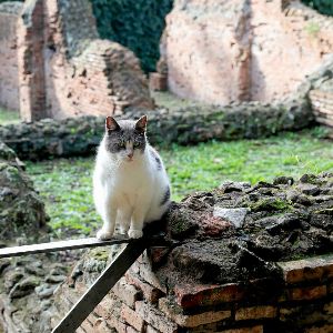 "Alerte : Les chats pourraient propager la grippe aviaire en France !"