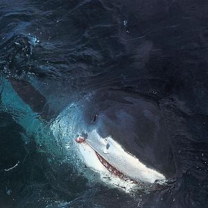 "Drame en Nouvelle-Calédonie : un homme décède après une attaque de requin lors d'une sortie en famille"