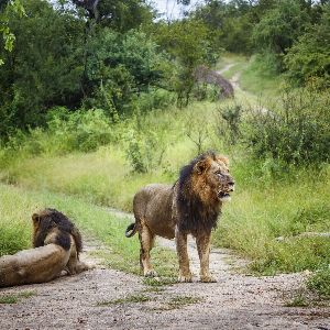 "Incroyable survie d'un enfant de 7 ans face aux lions pendant cinq jours au Zimbabwe"