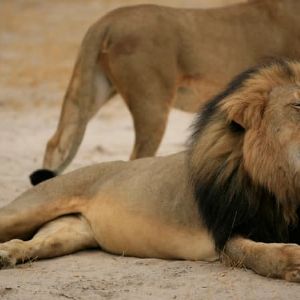 "Incroyable : un enfant survit 5 jours parmi les lions dans un parc animalier au Zimbabwe"