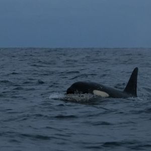 "Incroyable : une orque refuse de lâcher son baleineau mort et le porte dans le Pacifique!"