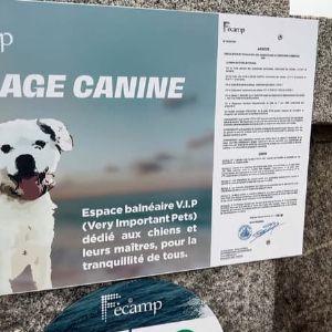 "Nouveau paradis pour les toutous: la plage de Fécamp ouvre ses portes aux chiens !"