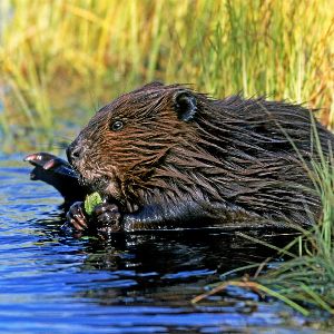 "Découvrez l'incroyable destin du castor, de nuisible à emblème national"