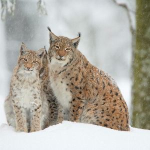 "Découvrez le retour spectaculaire du lynx boréal en France"