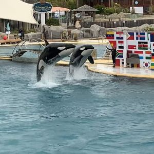 "Émotion à Marineland : la fin des spectacles divise salariés et visiteurs"