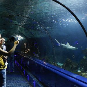 "Le grand final à Marineland : les adieux émouvants aux dauphins et aux orques"