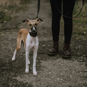 "Drame dans le Maine-et-Loire : disparition tragique de Justine, 24 ans, partie promener son chien"