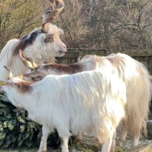 "Incroyable ! Ce zoo recycle les sapins de Noël pour nourrir ses animaux"