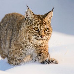 "Incroyable sauvetage de deux lynx gelés sur un poteau électrique en pleine tempête hivernale aux États-Unis"