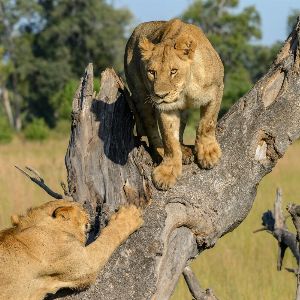 "Incroyable : un enfant survit cinq jours parmi les lions dans un parc animalier"