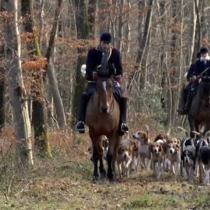 "Scandale : Association dénonce des chasses à courre dans sa réserve naturelle"